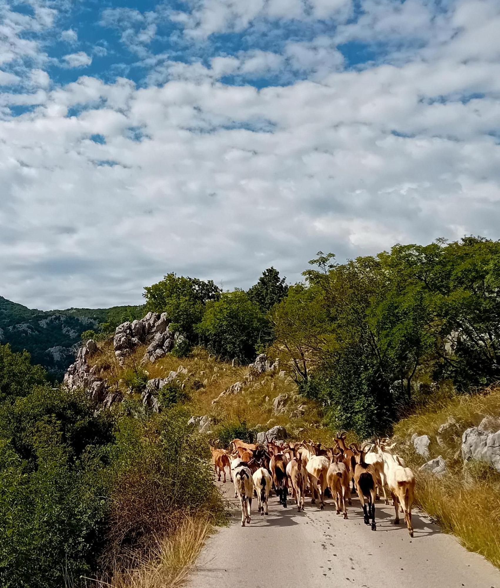 Konak Ugnji-Village เซทินเจ ภายนอก รูปภาพ