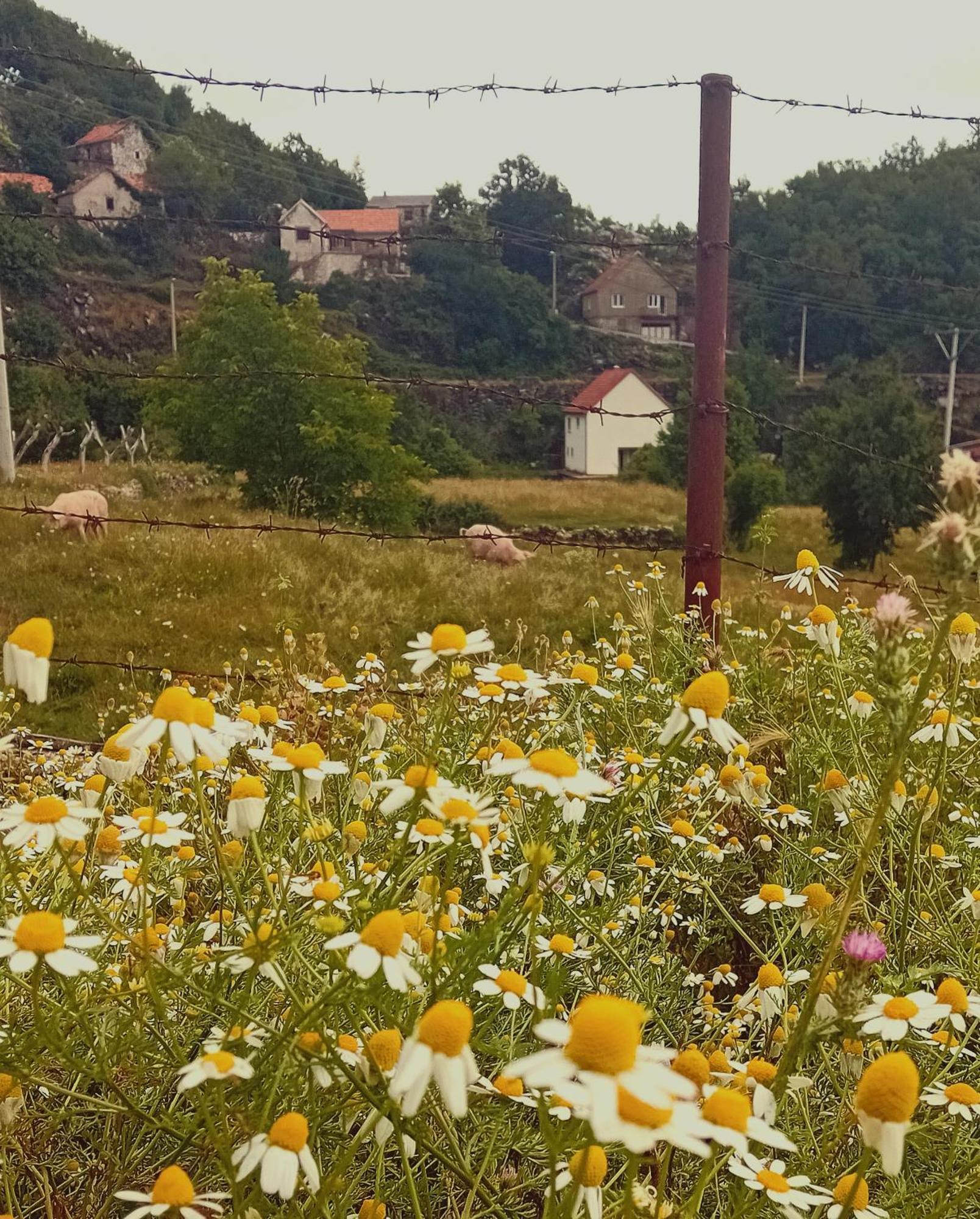 Konak Ugnji-Village เซทินเจ ภายนอก รูปภาพ